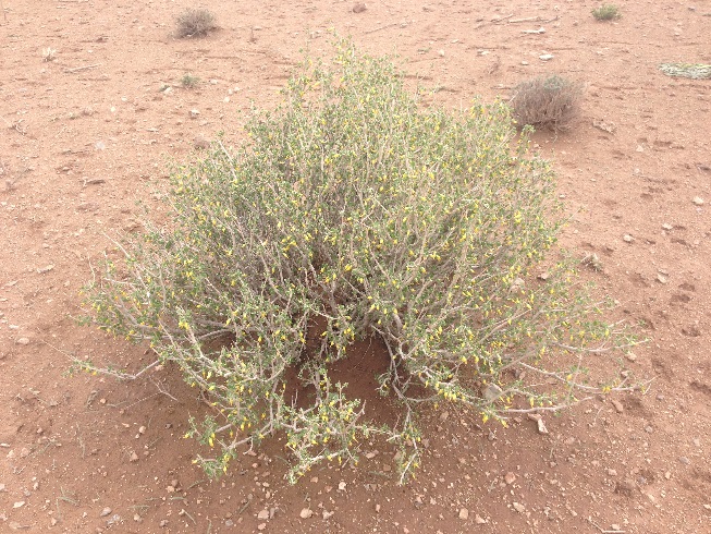 درختچه ایی که به گل نشسته است  بین احمد آباد و باغستان